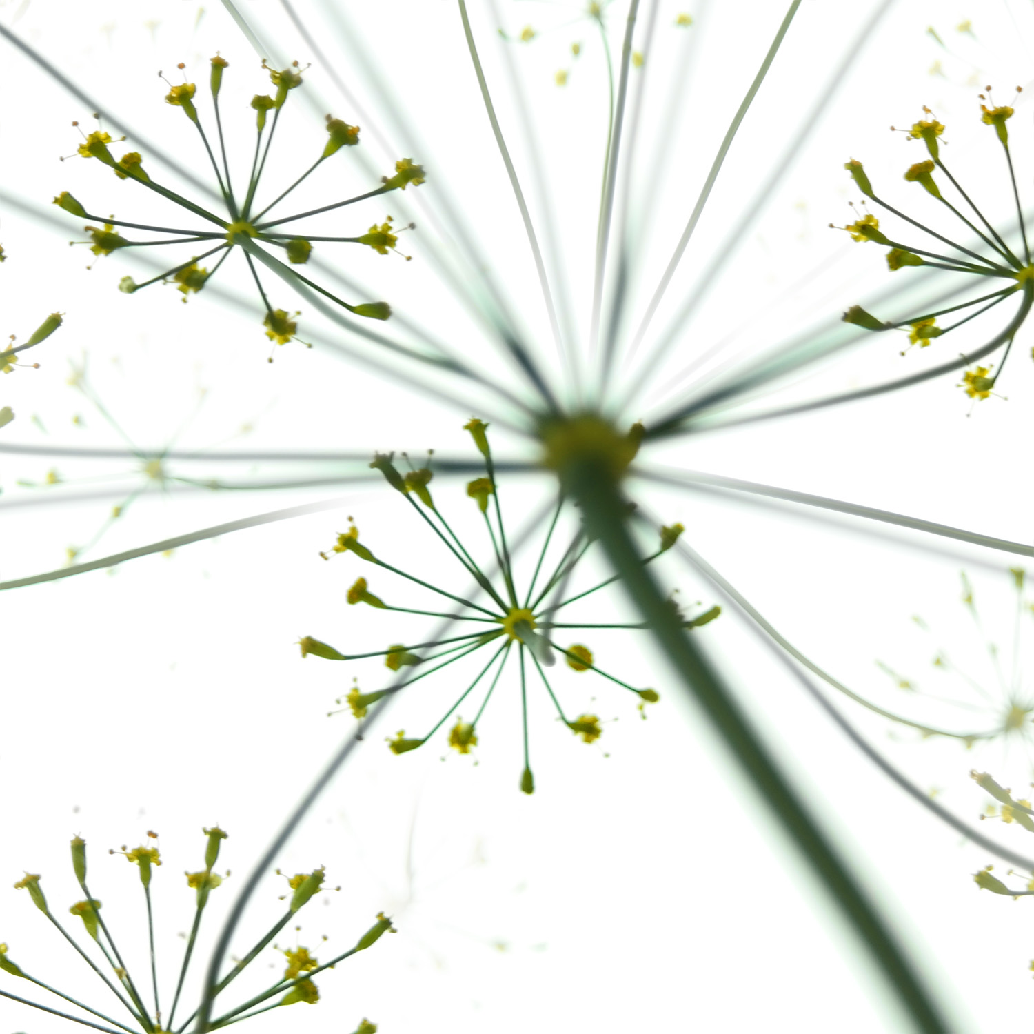 07120200Dill