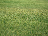 Kornfeld grün_x