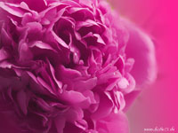 Pfingstrose_x
