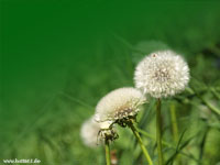 Pusteblume_x