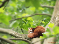 Schlaf-auf-dem-Baum_x