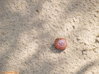 Schnecke_x