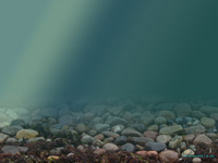 Unterwasser_x