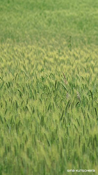 Kornfeld grün phone