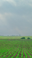 Ruebenfeld