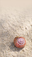 Schnecke