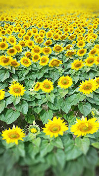 Sonnenblumenfeld
