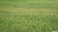 Kornfeld grün wide