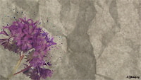 Phacelia_x_2