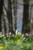 Frühling 