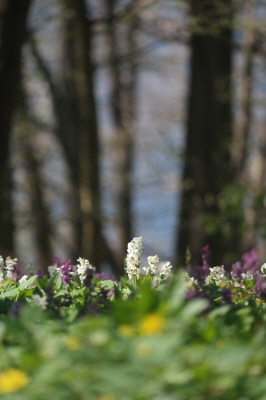 Frühling 