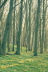 Frühling