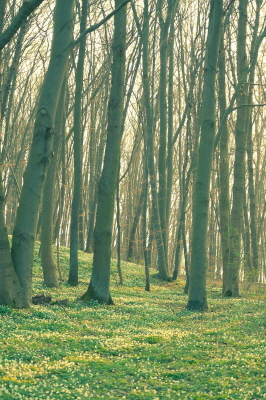 Frühling