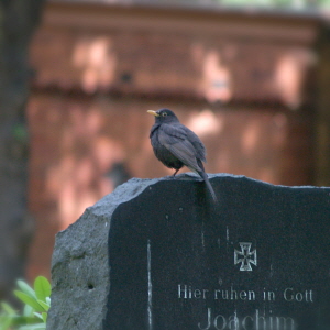 Amsel