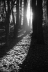 Waldlicht