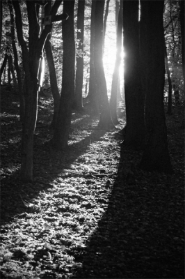 Waldlicht