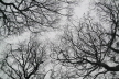 Winterkrone