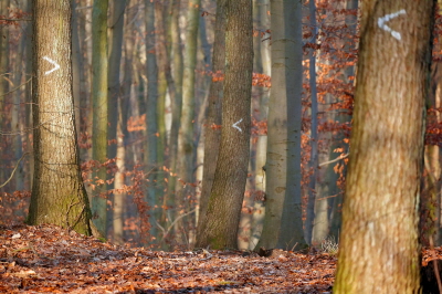 Buchenwald im Februar